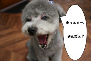 可愛い口を開けるトイプードル