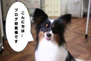 施術後パピヨン