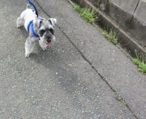 お散歩中Mシュナ