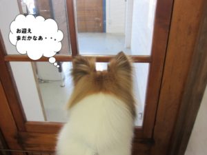 施術後シェルティー