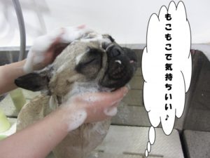 シャンプー中フレンチブルドッグ