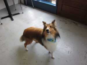 施術後シェルティー