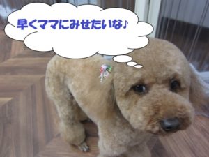 施術後トイプードル