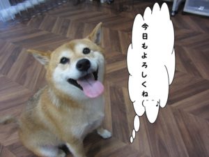 施術後柴犬