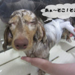 気持ちよさそうミニチュアダックス