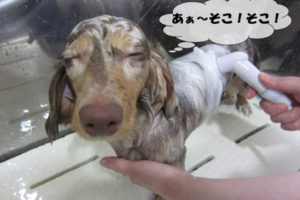 気持ちよさそうミニチュアダックス