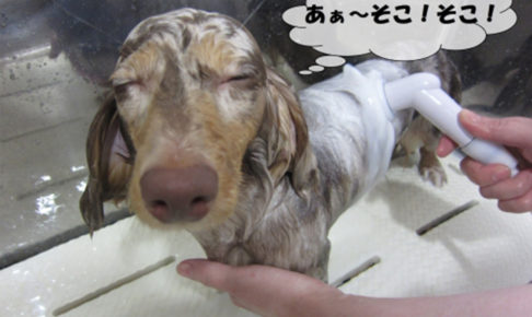 気持ちよさそうミニチュアダックス