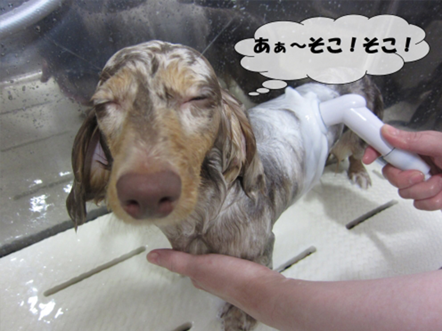 気持ちよさそうミニチュアダックス