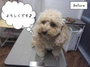 カット前トイプードル