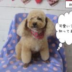 おすましトイプードル