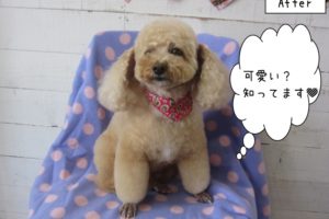 おすましトイプードル