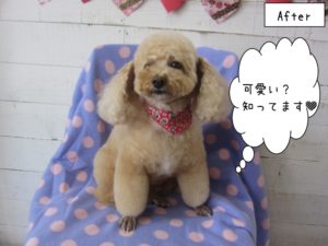 おすましトイプードル