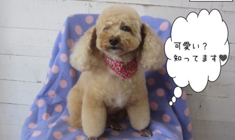 おすましトイプードル