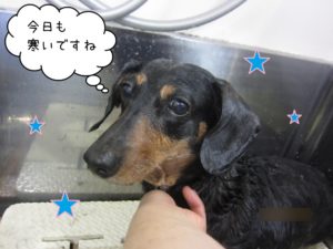 シャンプー中ミニチュアダックス