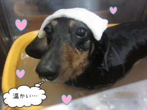 スパ中ミニチュアダックス