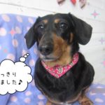 おすましミニチュアダックス