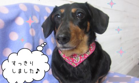 おすましミニチュアダックス