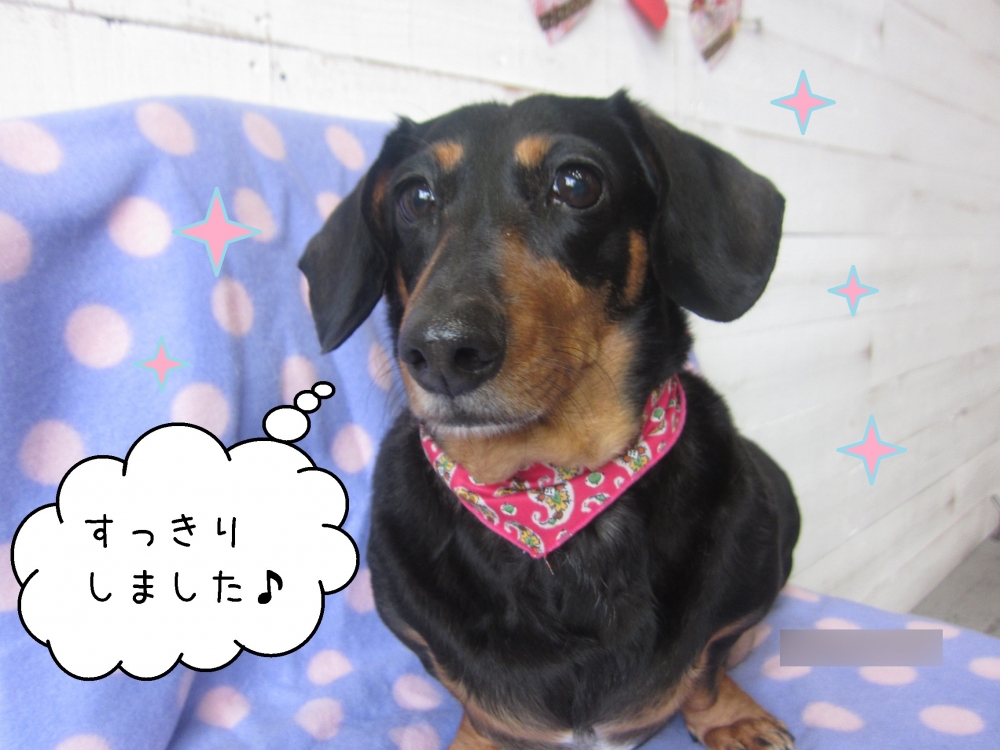 おすましミニチュアダックス