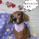 おすましミニチュアダックス