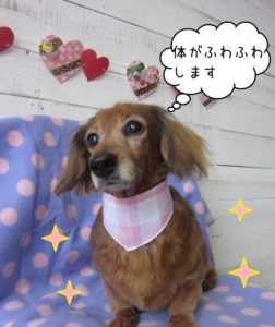 おすましミニチュアダックス