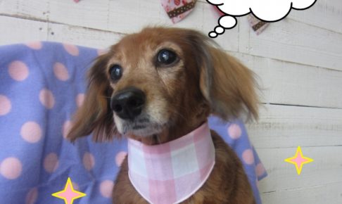 おすましミニチュアダックス