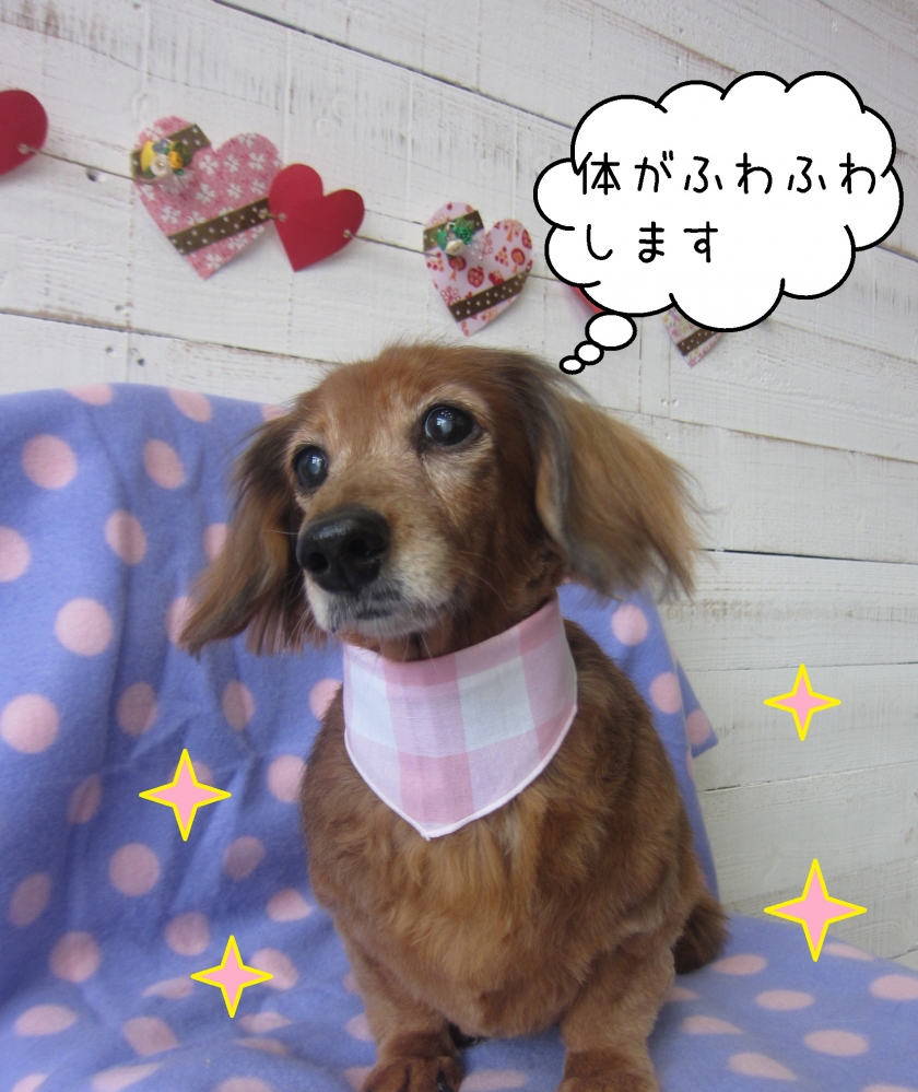 おすましミニチュアダックス