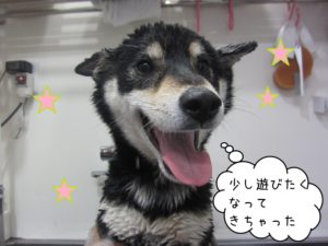 シャンプー中柴犬