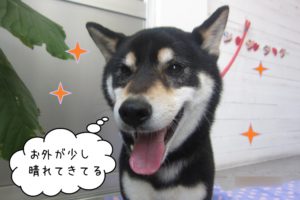 笑顔柴犬