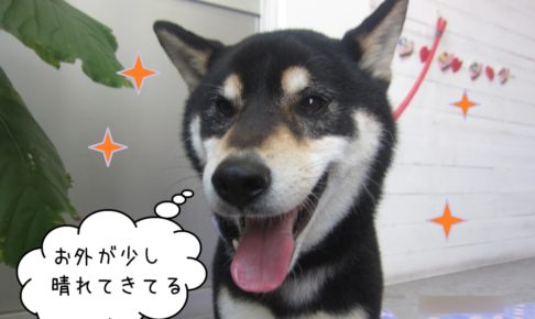 笑顔柴犬