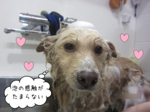 シャンプー中ミックス