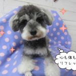 くつろぐおすましMシュナ