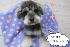 くつろぐおすましMシュナ