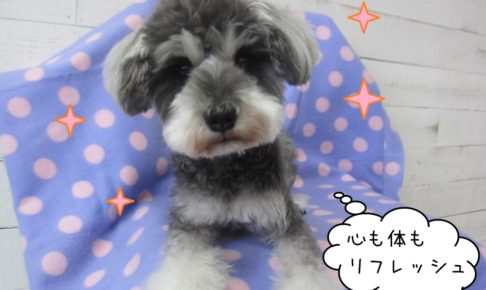 くつろぐおすましMシュナ