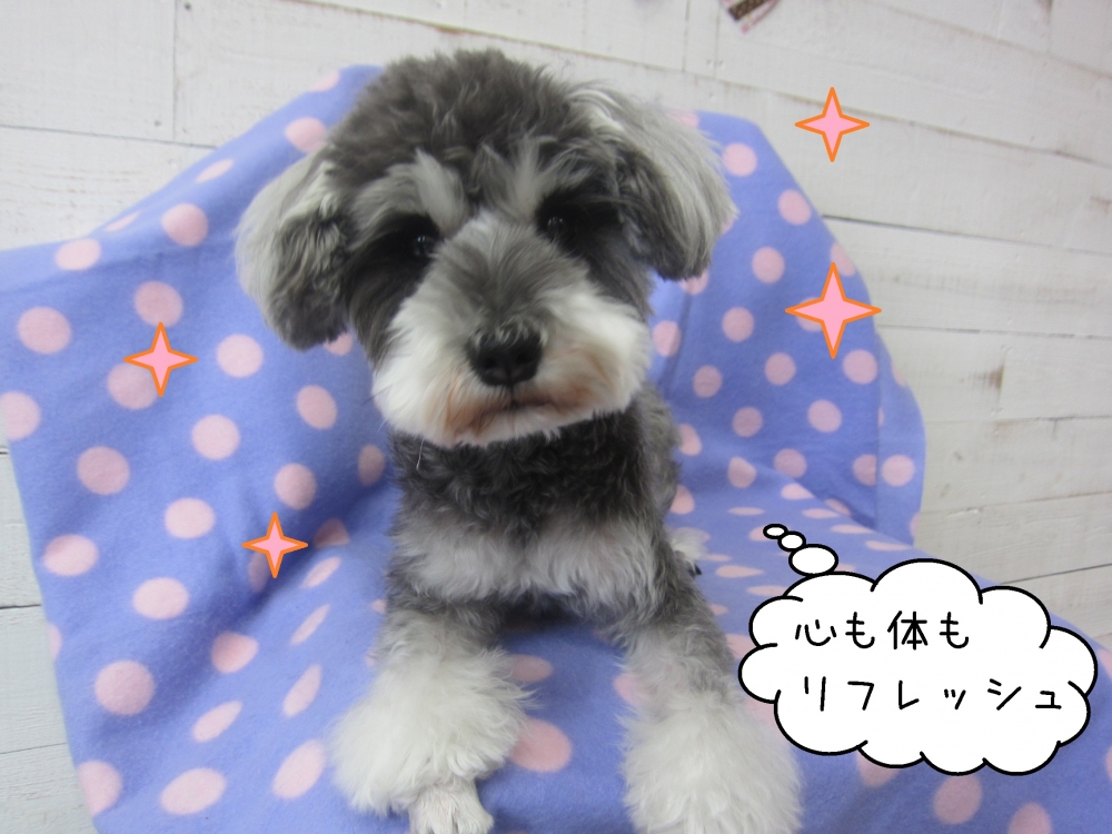 くつろぐおすましMシュナ