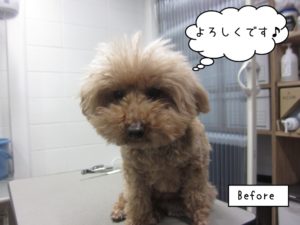 カット前トイプードル
