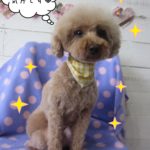 おすましおすわりトイプードル
