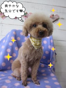 おすましおすわりトイプードル