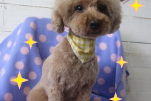 おすましおすわりトイプードル