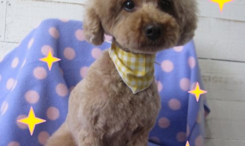 おすましおすわりトイプードル