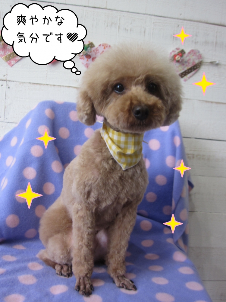 おすましおすわりトイプードル