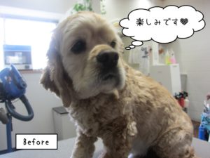 カット前コッカー