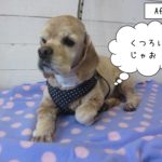 くつろぐジンジャー