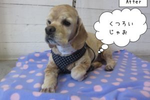 くつろぐジンジャー