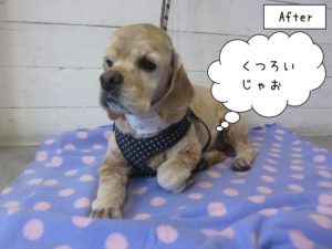 くつろぐジンジャー