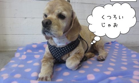 くつろぐジンジャー