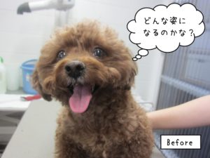 カット前トイプードル