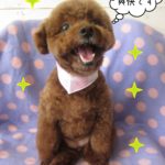 笑顔トイプードル