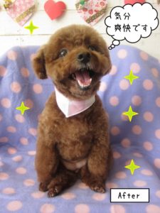 笑顔トイプードル