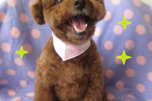 笑顔トイプードル