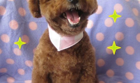 笑顔トイプードル